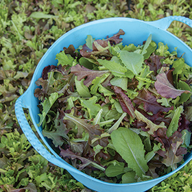 Bulk Lettuce Mix Seed