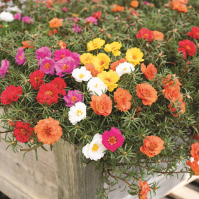 How to Grow Portulaca