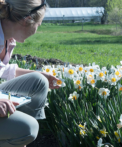 Daffodils (Narcissus spp) are easy-to-grow spring-flowering bulbs for annual cut-flower production or naturalization/perennialization.