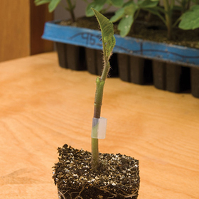 How to Grow Rootstock Tomatoes