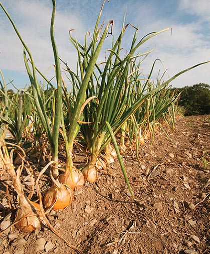 A row of onions, grown from pelleted onion seed, for uniform planting and ease of handling.