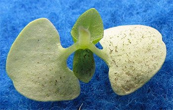 View of cotyledon undersides of infected seedling