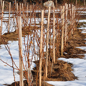 How to Grow Raspberries