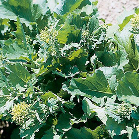 How to Grow Broccoli Raab