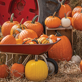 Bulk Pumpkin Seed