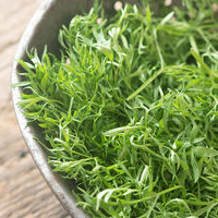 Confetti Cilantro Seed