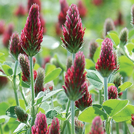 Crimson Clover Cover Crop Seed