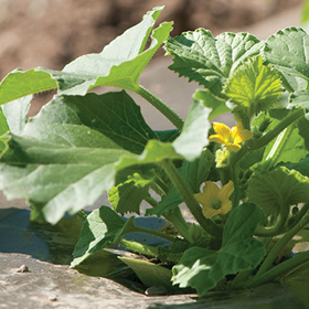 How to Grow Melons