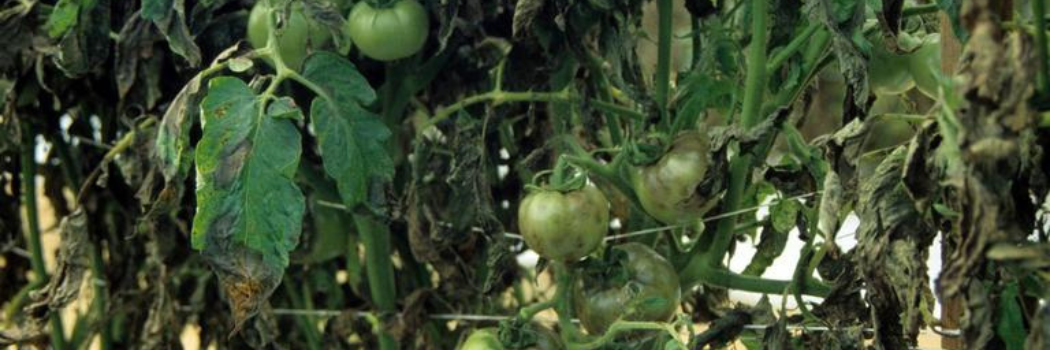 Late blight-infected tomato plant: leaves, stem, and fruit all affected