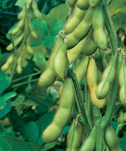 Butterbeans Organic Soybean