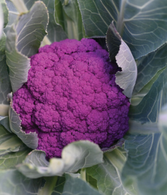 Purple Moon