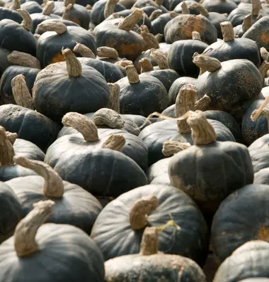 winter squash curing