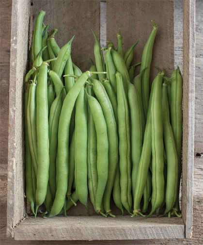 A box of freshly-picked bush beans. The secret to ongoing production is to pick, pick, pick.