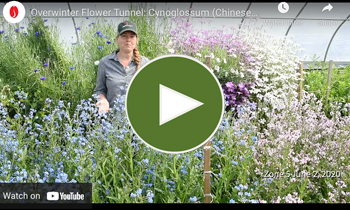 View Our Overwinter Flower Tunnel Cynoglossum Video