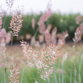 How to Grow Savannah Grass