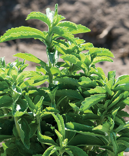 Stevia plants; following sowing, seeds must receive light exposure and be kept warm and moderately moist to germinate.