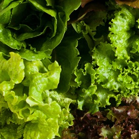 Lettuce