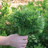 Menuette Parsley Seed