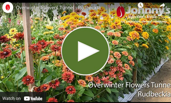 View Our Overwinter Flower Tunnel Rudbeckia Video