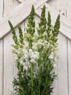 snapdragon blooms