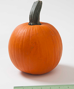 Cinnamon Girl PMR (F1) Pumpkin Cinnamon Girl PMR (F1) Pumpkin
