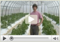 Grafting Greenhouse Tomatoes