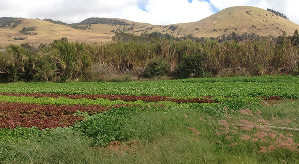 Windbreak • Hawai'i farm