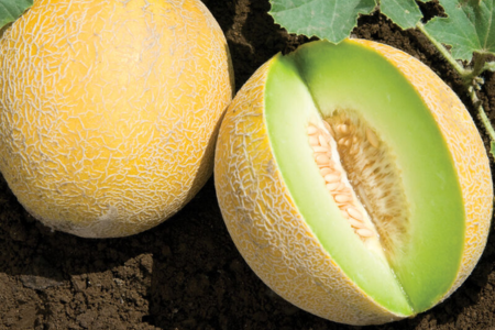 cantaloupe varieties