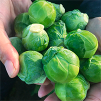 Silvia Brussels Sprouts