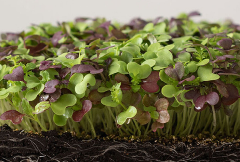 12 Easy Choices: Best Microgreens for the Beginning Grower