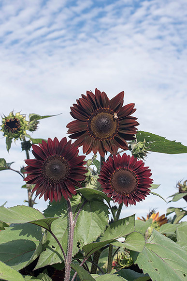 Chocolate is a branching sunflower variety that attracts and sustains pollinators.