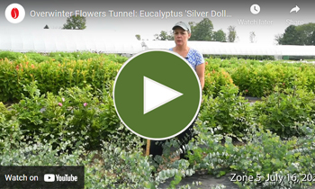 View Our Overwinter Flower Tunnel Eucalyptus Video