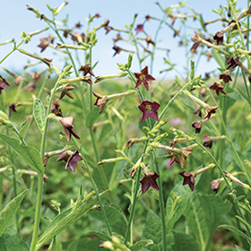 How to Grow Nicotiana