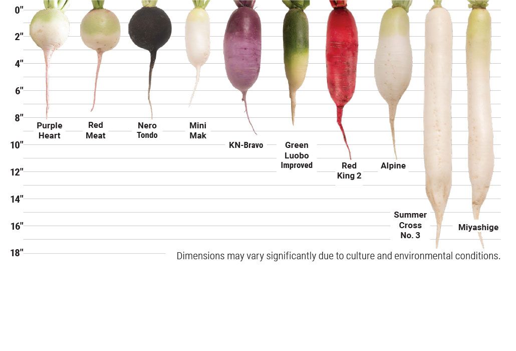 Johnny's Specialty & Daikon Radish Types