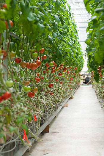 Hydroponic Tomato Crop