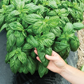 Prospera&reg; Compact DMR (PL4) Organic (F1) Basil Seed