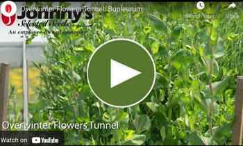 View Our Overwinter Flower Tunnel Bupleurum Video