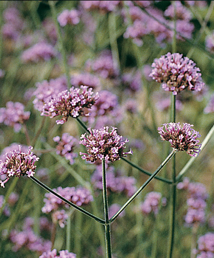 The tri-bloomed stalks of Verbena bonariensis serve as a classic tall, background species in the cutting garden.
