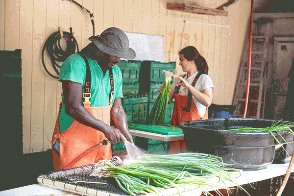 Bunching onions, wash and pack shed, Harvest Tide Organics, Bowdoinham, Maine