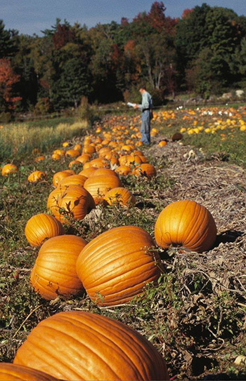 Rob Johnston, evaluating the 2009 pumpkin trial