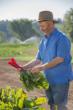 The leaves stay vibrant green and the stems are a consistently rich red color, according to Dr. Navazio.