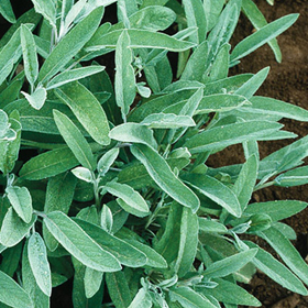 How to Grow Common Sage