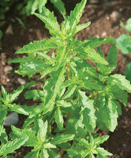 Epazote, a pungent, aromatic herb native to Central America, traditionally used for its distinctive flavor in bean recipes.