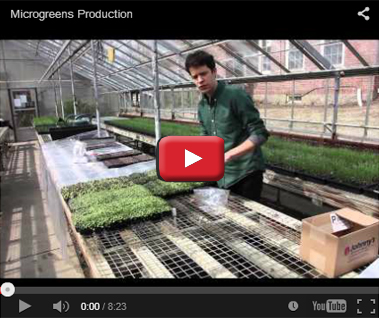 Microgreens Production & ROI Microgreens Production & ROI