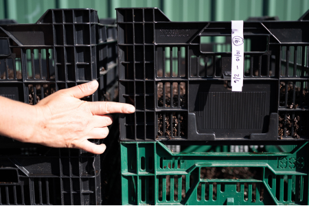 bulb crates filled with 3 inches of soil