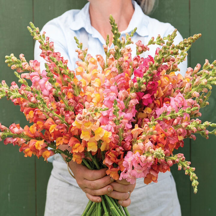 Person holding colorful bouquet of snapdragon flowers