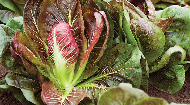 Johnny's Radicchio Planting Program