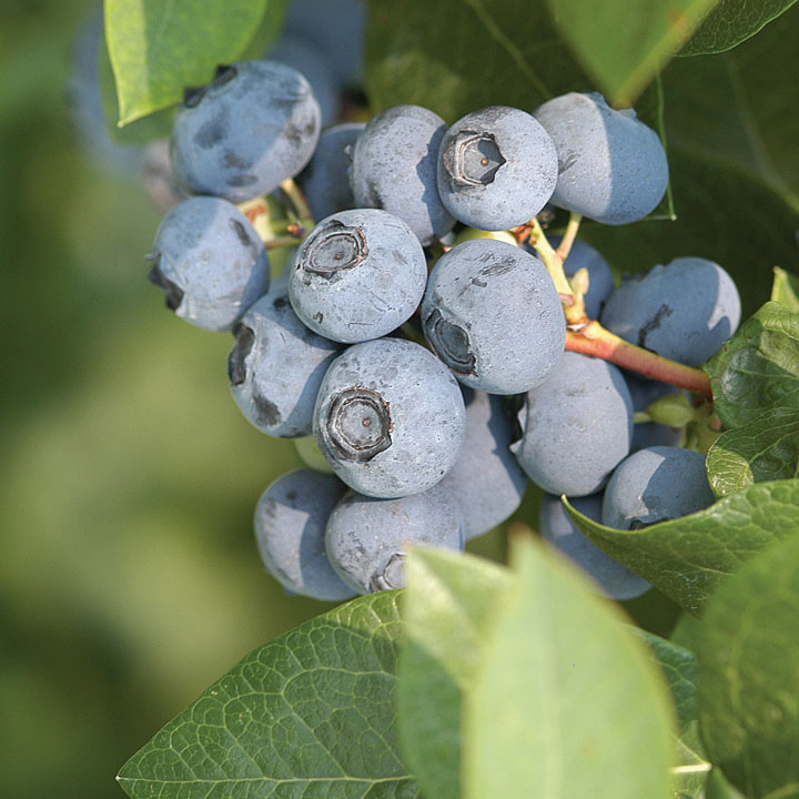 Starting a U-Pick Blueberry Operation