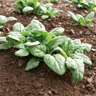 Acadia Organic Spinach Seeds