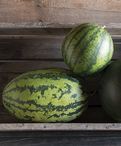 Three watermelon varieties, selected for adaptability, early maturity, flavor, and yield.